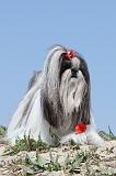SHIH TZU 003